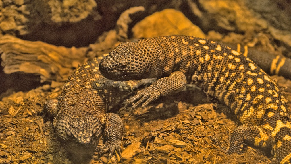 Male Charged With Smuggling More Than 1,700 Reptiles Into&nbsp;U.S.