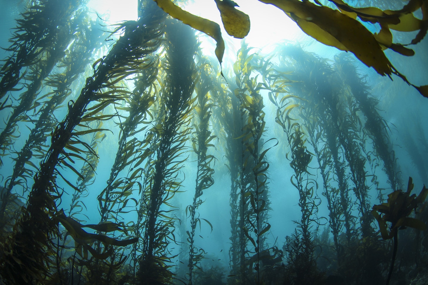 Kelp is the fastest growing aquaculture sector in California - CalMatters